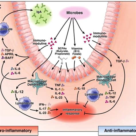 Proposed Interactions Between The Gut Microbiota The Intestinal Tract