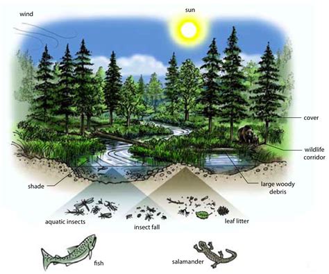 Taking Natures Pulse The Status Of Biodiversity In British Columbia