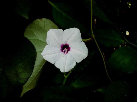 Moonlit nights have their own beauty. 13 Flowers that Bloom at Night (Photos) - Garden Lovers Club