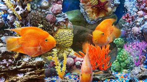 Underwater World Tropical Fish Desktop Background Hd