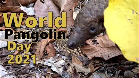 World Pangolin Day 2021 And Why You Should Care Youtube