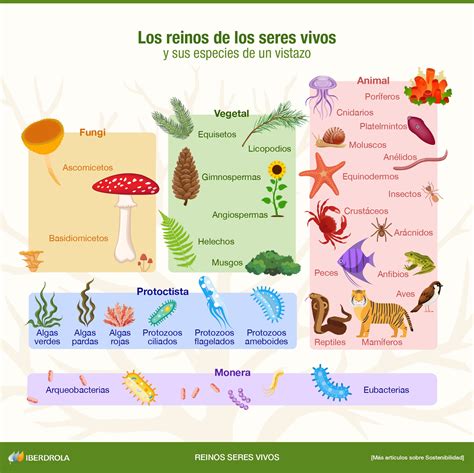 Tipos De Reinos De Los Seres Vivos