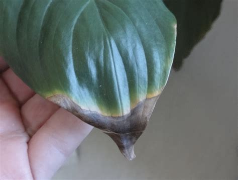 How To Care For Your Peace Lily Brown Leaves
