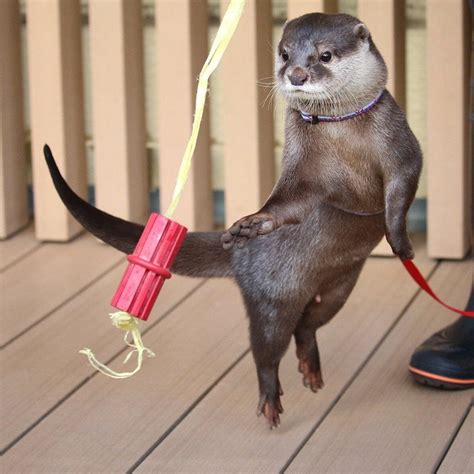 Otter Is A Dancer Rotters
