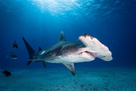 Shark Research Experience In Bimini Bahamas Great Hammerheads
