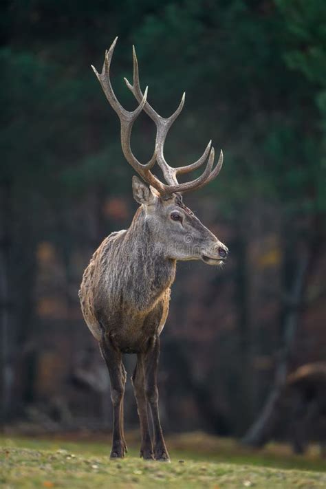 Red Deer In Autumn Forest Animal In Nature Habitat Big Mammal Stock