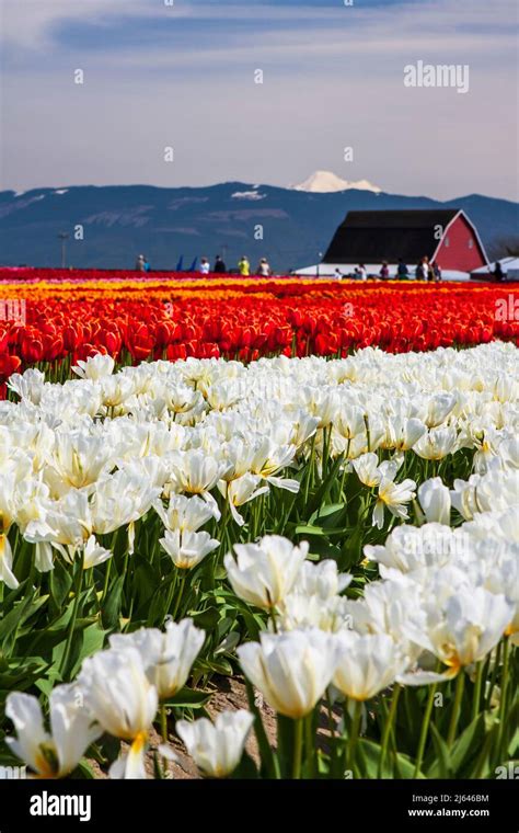 Rows Of Colorful Tulips Tulipa With Red Barn Tourists And Mt Baker