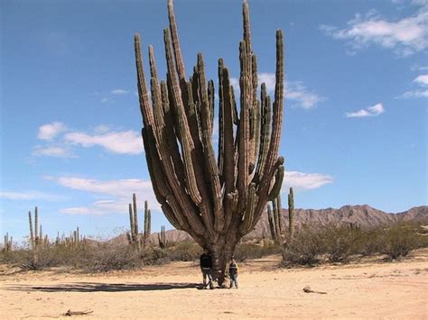 Great savings & free delivery / collection on many items. Valley of the Giant Cactus (Valle de Los Gigantes) in San ...