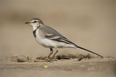 Photography Bird Wildlife Nature Christopher Taylor Whitewagtail