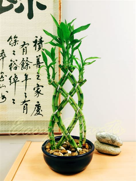 You can prune the lucky bamboo plant to any. 1 LUCKY BAMBOO RIBBON PLANT EVERGREEN INDOOR BONSAI IN ...