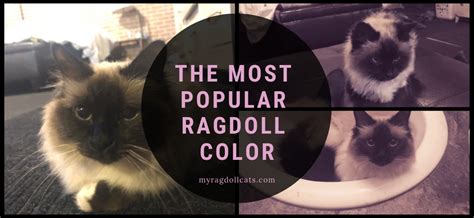Start studying cat color patterns. What is the Most Popular Ragdoll Color - My Ragdoll Cats