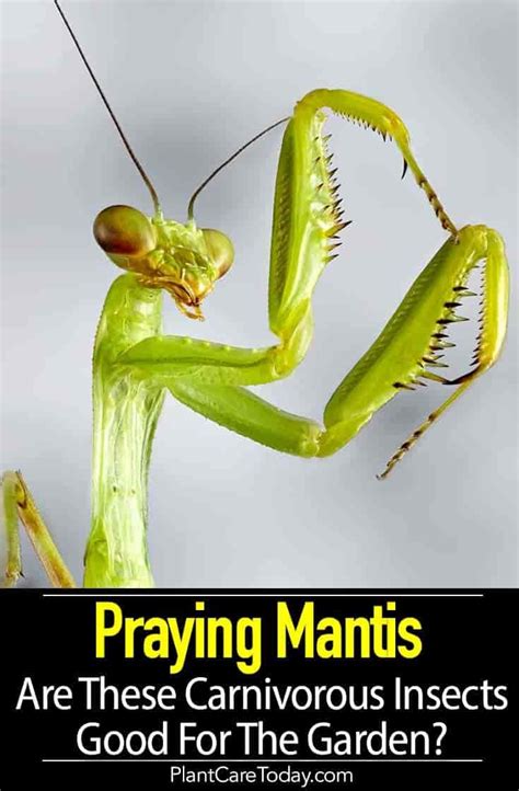 Mantises like to lay eggs in shrubs, so adding a shrub or two can help. What Do Praying Mantis Eat: Are They Good For Your Garden ...