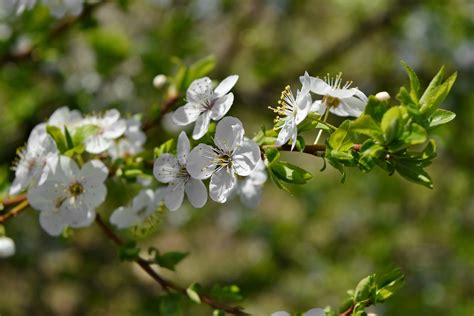 Flora dan fauna pengertian jenis gambar dan persebarannya dosenpendidikan com untuk pembahasan kali ini kami akan mengulas mengenai flora dan fauna yang dimana dalam hal ini meliputi seperti pengertian. 26+ Gambar Tanaman Flora Jaman Now - Informasi Seputar ...
