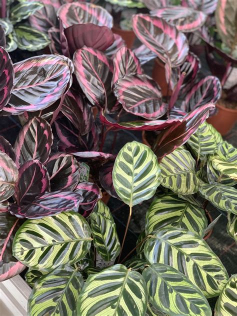 Calathea Living Plant Dorleyplantsbe