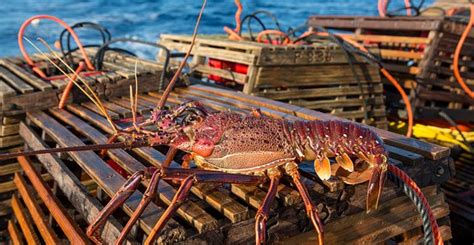 Sydney central business district nsw. Australian rock lobster exporters gear up for Chinese New ...