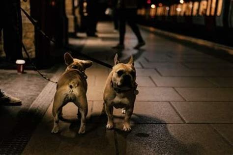 Был ли этот ответ полезен? French Bulldog Tail - How to Keep it Clean? - Frenchie ...