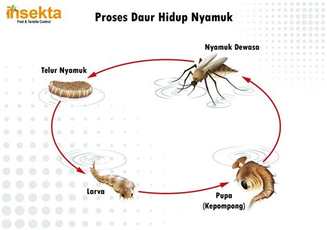 Mengenal Tahap Daur Hidup Nyamuk Insekta Pest Control