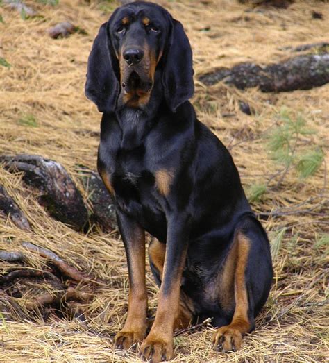 Black And Tan Virginia Foxhound Dog Breed Standards
