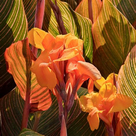 Tropicanna Canna Gold Nwa Plants Inc