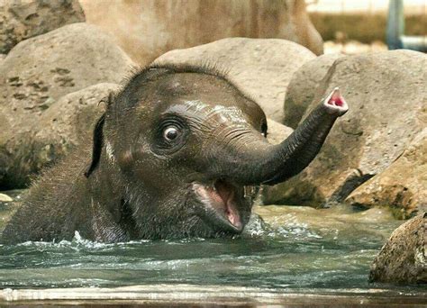 Baby Elephant In The Water For The First Time In His Life Just Look