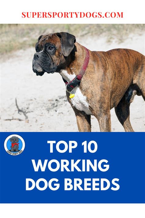 Top 10 Working Dog Breeds Working Dogs Breeds Working Dogs Sporty Dog