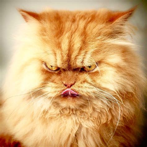 Mad Cat Grumpy Cat Cats Meow Cats And Kittens Orange Persian Cat Persian Cats Cute Cats