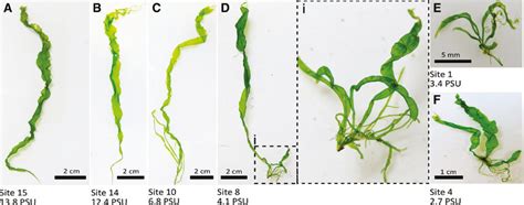 Morphology Of Material Genetically Identified As Ulva Intestinalis