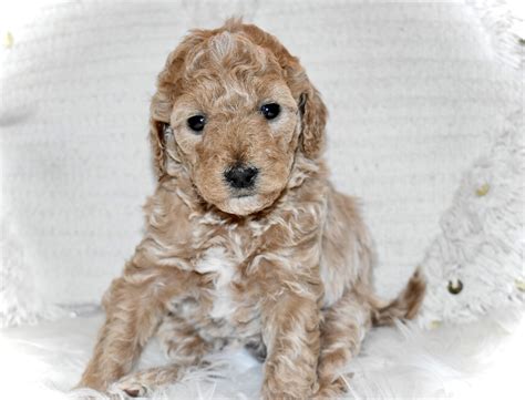 F1b & f1bb mini goldendoodles @ golden point puppies. Golden Doodle Puppies For Sale | Queen Creek, AZ #320729