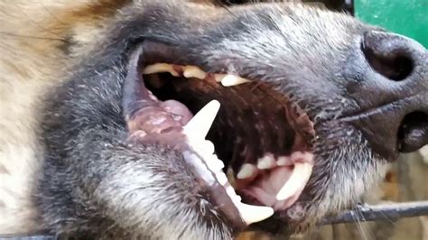 German Shepherd Mouth Teeth And Gums Allgshepherds