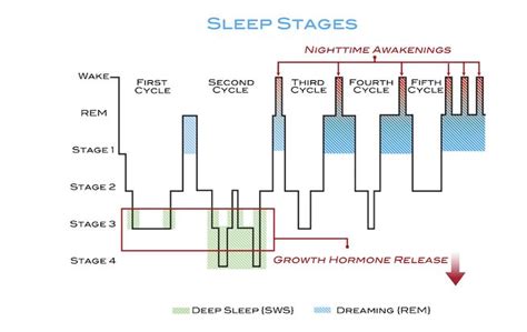 Alcohol And Sleep Elite Mens Guide Rem Sleep Cycle Stages Of Sleep Rem Sleep