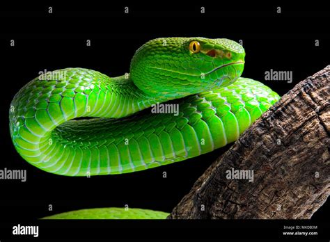 Green Viper Hi Res Stock Photography And Images Alamy