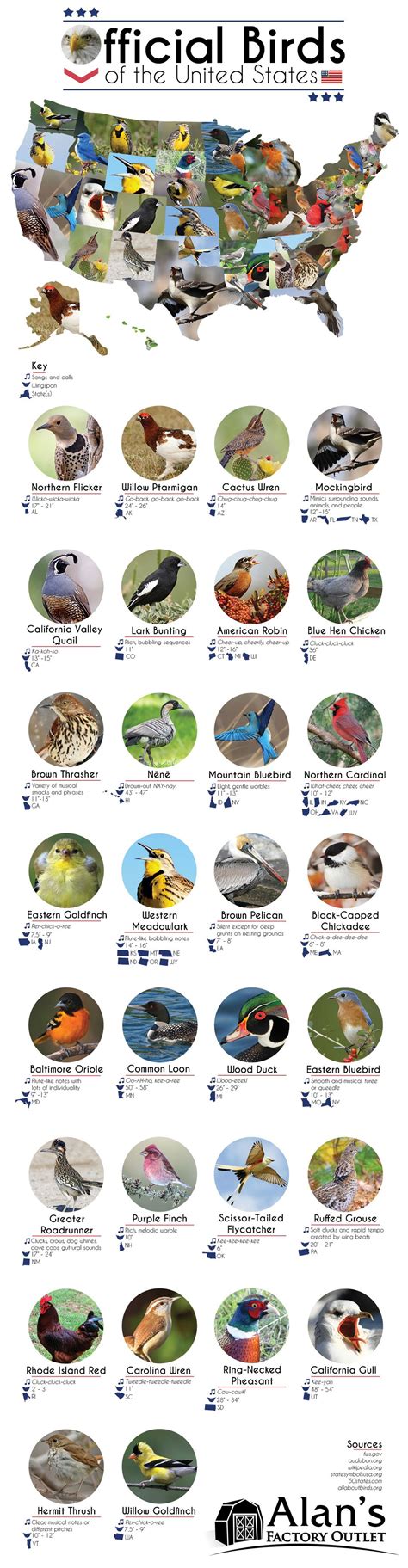 A Beautiful Visual Of The Official State Birds Of The United States