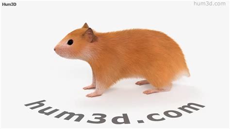 Hamster Hd D Model By Hum D Com Youtube