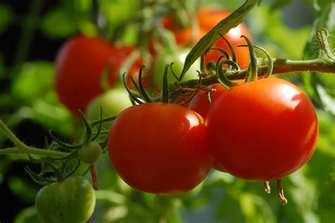 Cultivo Del Tomate Ii La Huerta Orgánica