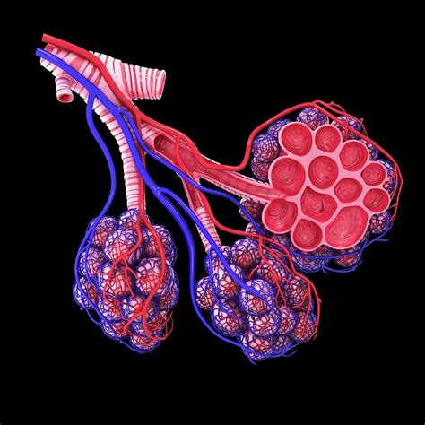 Human Alveoli Photograph By Pixologicstudio