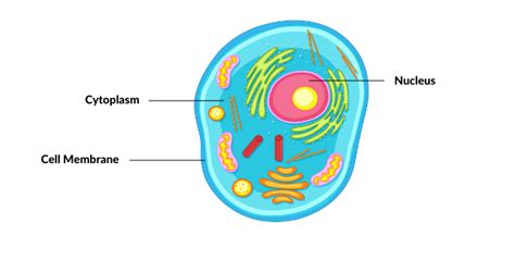 The Basic Components Of A Cell Are
