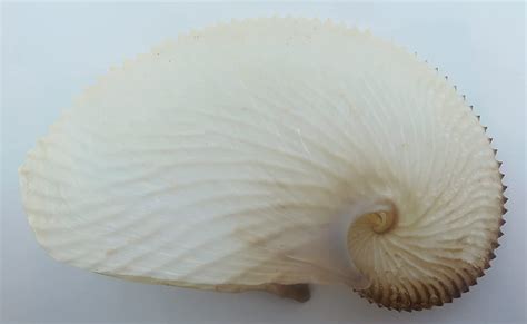 Gems Under The Sea Seashell Paper Nautilus Argonauta Argo
