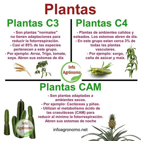 Planta C3 E C4 Exemplos