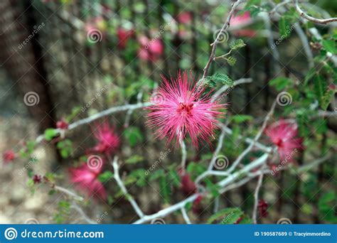 Pink Powderpuff Flowers On The Branches Of A Calliandra Eriophylla Tree