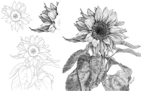 Great offers on site, order now Sunflower Realistic Drawing | Drawing Skill
