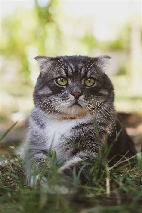 Cat Fluffy Pet Glance Grass Hd Phone Wallpaper Peakpx