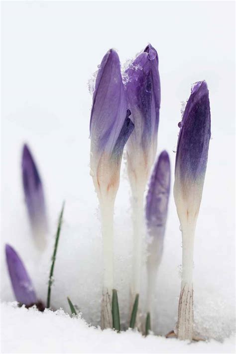 Can Crocus Grow In The Cold And Snow Gardeners Path