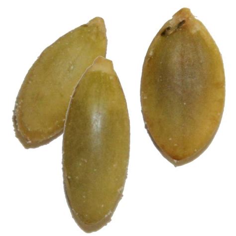 Roasted Salted Pepitas (No Shell Pumpkin Seeds) • Bulk Pumpkin Seeds • Bulk Nuts & Seeds • Oh! Nuts®