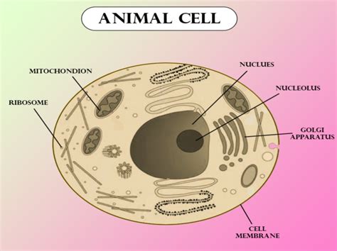 Typical Animal Cell Diagram Class 11 How To Draw Animal Cell Labelled