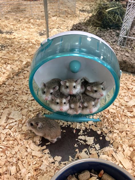 Pet Stores For Hamsters