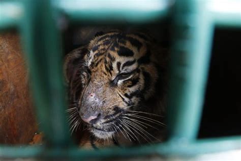 Harimau Masuk Perkebunan Warga Di Aceh Selatan Antara News Aceh