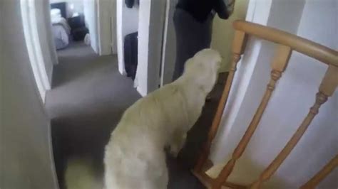 Golden Retriever Meets Our Baby For The First Time In 2k Youtube