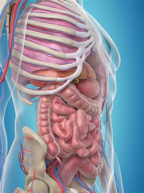 Human body , the physical substance of the human organism, composed of living cells and extracellular materials and organized into tissues typical of mammalian structure, the human body shows such characteristics as hair, mammary glands , and highly developed sense organs. Human Internal Organs Photograph by Sciepro