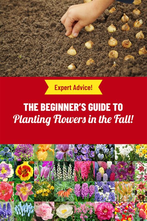 How To Plant Flower Bulbs Planting Bulbs Spring Bulbs Garden When