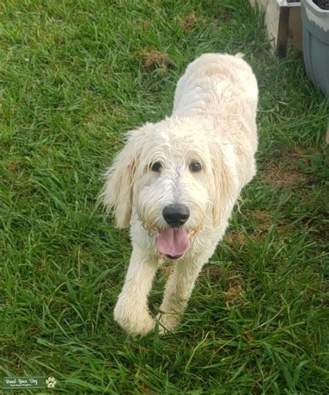 F1b is a goldendoodle breed back to a poodle. Stud Dog - White F1B Goldendoodle - Breed Your Dog